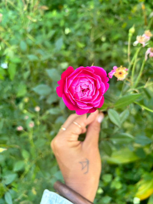 Lokelani Rose Oil Roll On