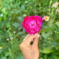 Lokelani Rose Oil Roll On
